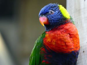 Geografía de Perú