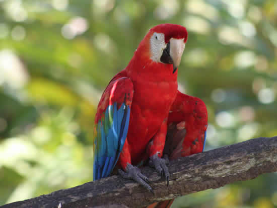 Visita Turística Reserva Nacional Tambopata