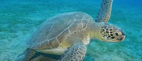 Schnorcheln und Tauchen in Mancora