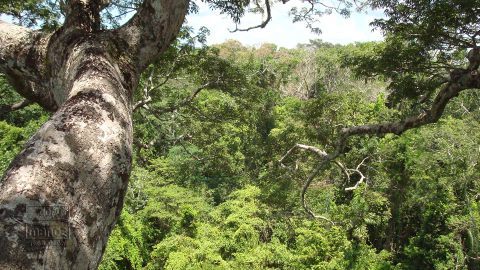 Plantas en la jungle de Peru 