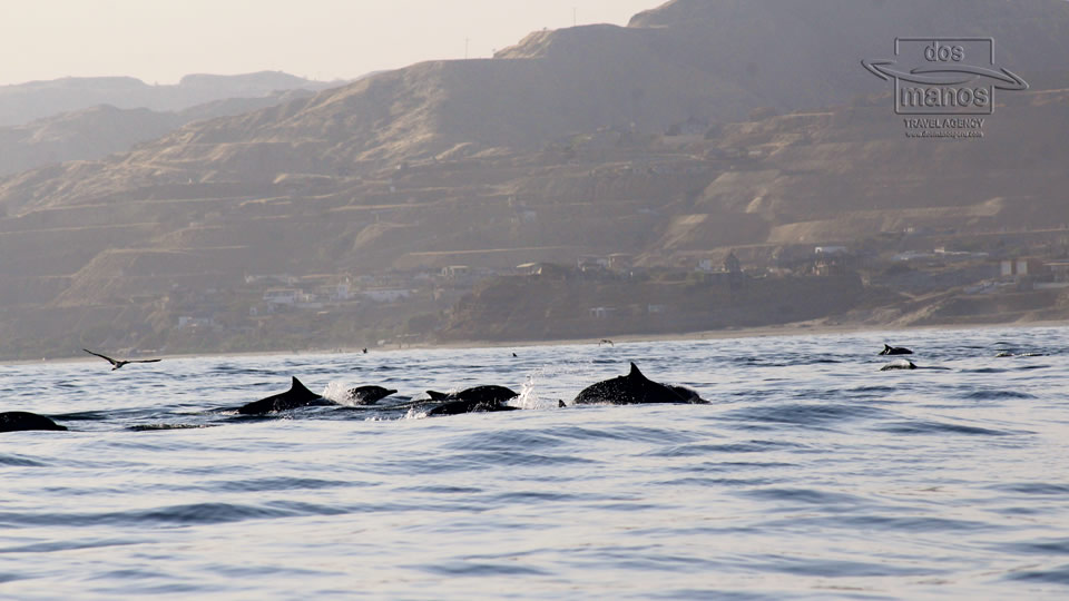 Ballenas en Mancora